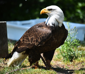 aguila calva
