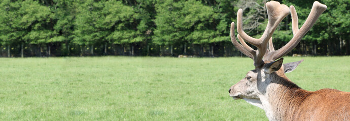 Le brame du cerf © lefebvre_jonathan