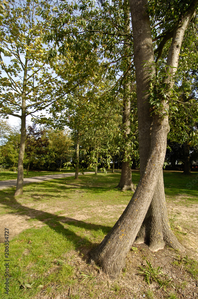 Poster bois arbre foret nature vert environnement chemin sentier