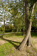 Obraz premium bois arbre foret nature vert environnement chemin sentier