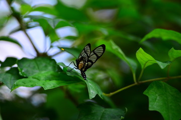 Nice blue & yellow butterfly on a green branch in a tropical garden.
