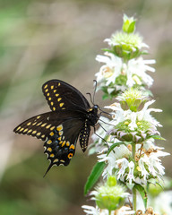 Black swallowtail butterfly on white wildflowers!