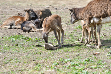 Fototapeta premium animal love of mouflon mother with little lamb grazing the grass