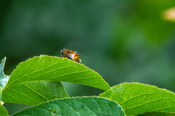 Syrphid fly on a leaf in the sunlight!