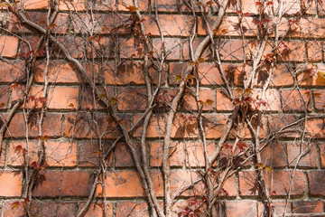 Fototapeta na wymiar brick old wall with ivy