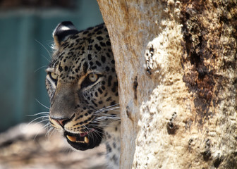 leopardo