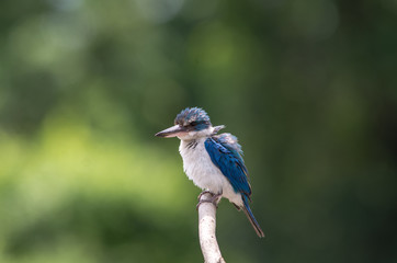 Collared Kingfisher; Todiramphus chloris