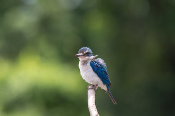 Collared Kingfisher; Todiramphus chloris