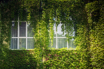 windows of the house with heat-saving glass packages overgrown with wild grapes with fresh spring leaves