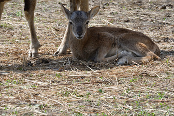animal love of mouflon  mother with little lamb grazing the grass