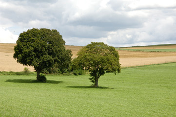  arbres campagne paysage agriculture 