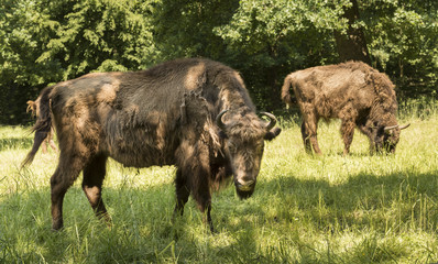 Wisent grazing in a meadow. Karlsruhe, Baden Wuerttemberg, Germany