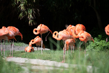 Flamingo, Bird