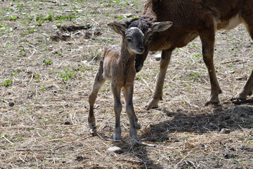 Naklejka na ściany i meble animal love of mouflon mother with little lamb grazing the grass