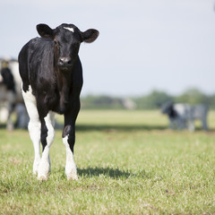 young black and white calf stands in meadow and stares curiously into camera with cows in the background © ahavelaar