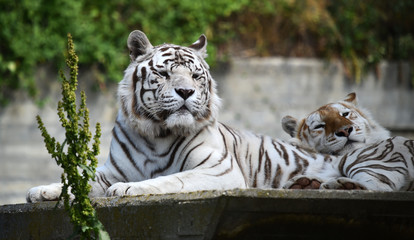 tigre de bengala