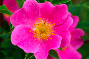 Pink flowers dog-rose or brier (sweetbrier) Close-up of a green background