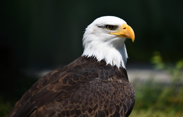 eagle