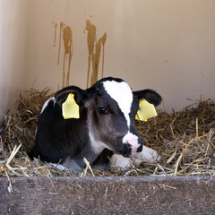 very young black and white calf with large yellow earmarks earlies in straw © ahavelaar