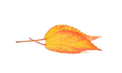 yellow leaf on white background