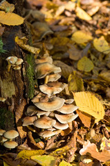 champignons