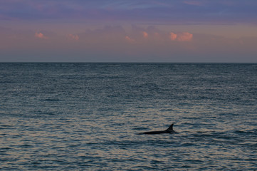 Fototapeta premium Orca at sunset, Patagonia , Argentina
