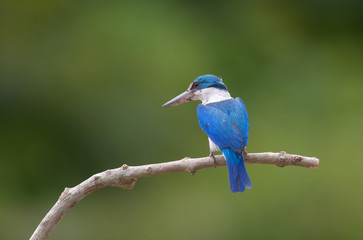 Collared Kingfisher; Todiramphus chloris