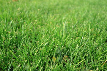 Image of a green lawn.