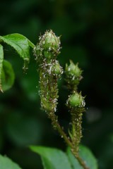 Rosenknospen mit gr&uuml;nen Blattl&auml;usen