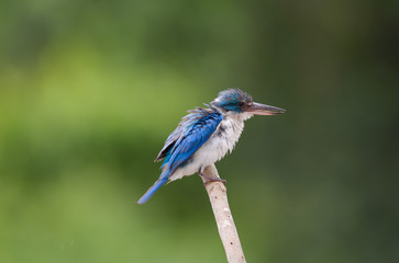 Collared Kingfisher; Todiramphus chloris