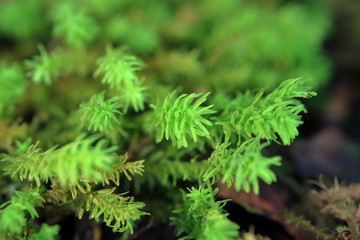 Picture of green needles.