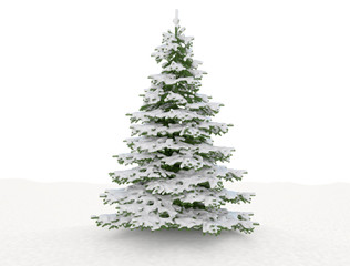Sigle snow covered christmas trees isolated with snow ground