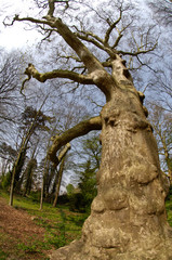 Fototapeta na wymiar arbre branches nature environnement