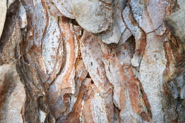 Image of the bark of a tree.