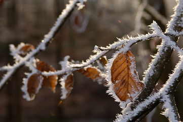 gel feuille froid hiver
