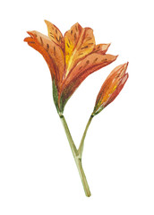 Watercolor inflorescence Lilies. Delicate orange buds and green leaves close-up. Drawing for use in printing (wedding invitations, drawing for the fabric, wallpaper, birthday greeting)
