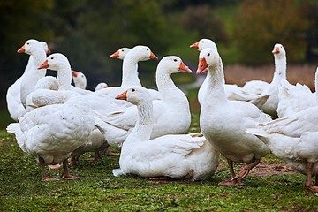 .Bio-Weidegänse auf einem Bauernhof in artgerechter Freilandhaltung