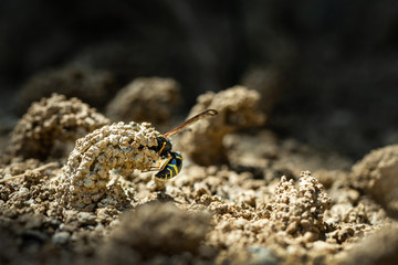 Female Potter wasp building her nest, endangered species