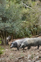 Freilaufende Bio-Schweine der italienischen Rasse "Cinta Senese" aus der Toskana