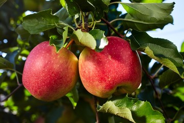 Reife Äpfel der Sorte "Arlet" am Baum hängend
