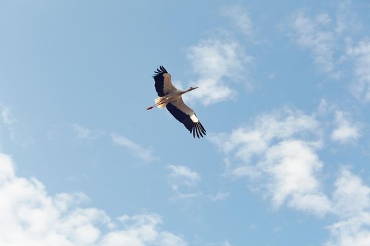 Sorch im Flug &uuml;ber Rust, Burgenland
