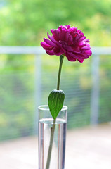 red peony in a vase, view out into green nature