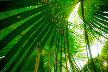 Palm leaves, northern Mediterranean, sunny, late spring