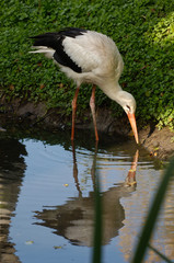 oiseau cigogne 