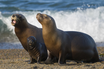 Fototapeta premium Mother and baby sea lion, Patagonia
