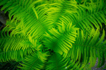 Fototapeta premium Fern leaves on the meadow, sunny, bokeh, northern Mediterranean