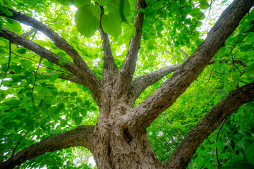 Beautiful tree with green leaves in the woods, sunny, bokeh, northern Mediterranean