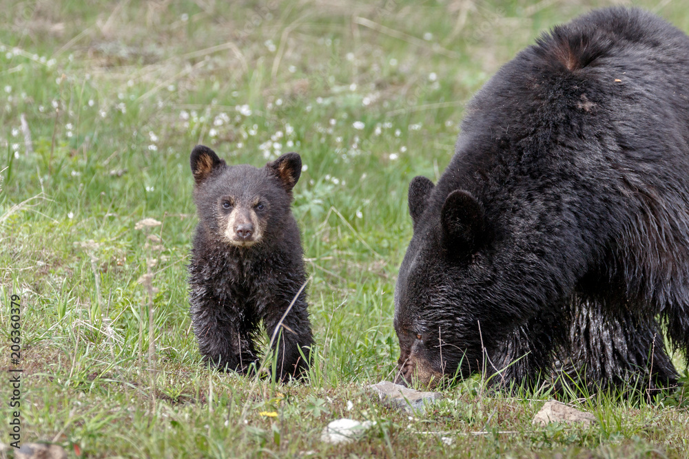 Wall mural black bears