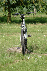 Fototapeta na wymiar Fahrrad im Kirschhain / Ein Fahrrad steht am Rand eines Kirschhains beziehungsweise eine Kirschbaumplantage mit beschnittenen Kirschbäumen.