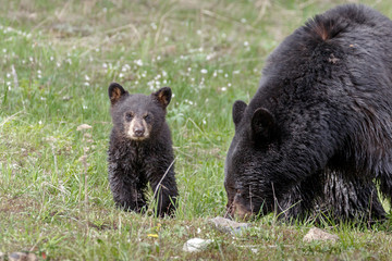 Black Bears